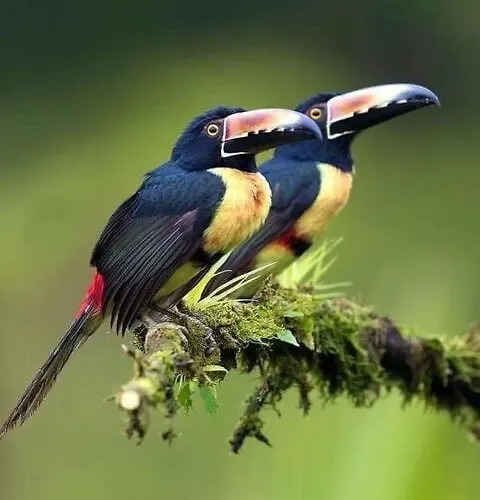 Casa Colibrí *
