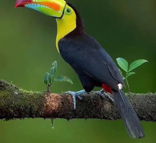 Сasa de vacaciones Casa Colibrí Tilarán