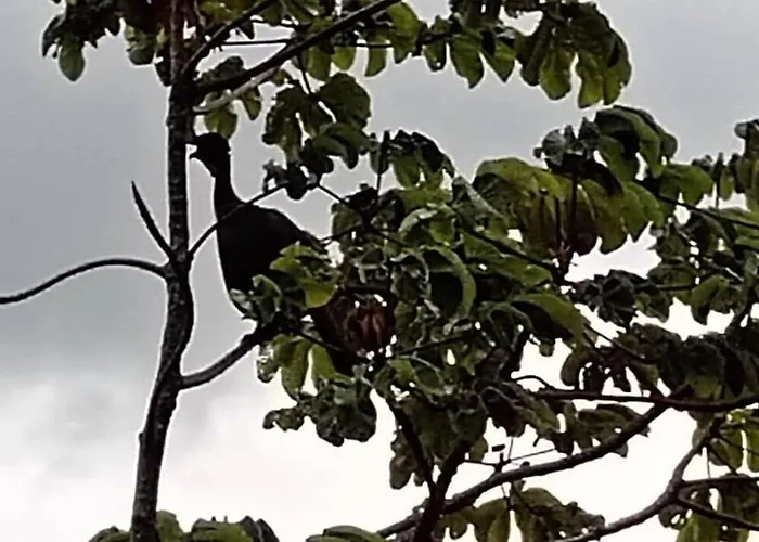 Casa Colibrí Сasa de vacaciones Tilarán