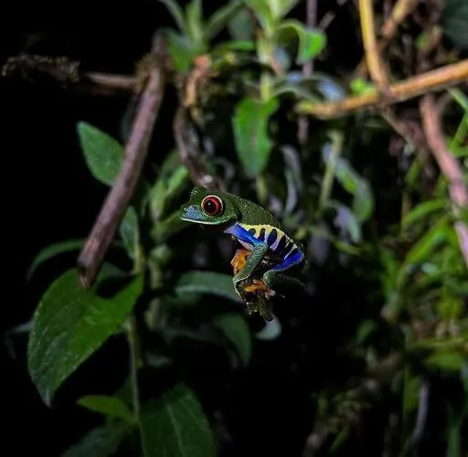 Casa Colibrí Tilarán
